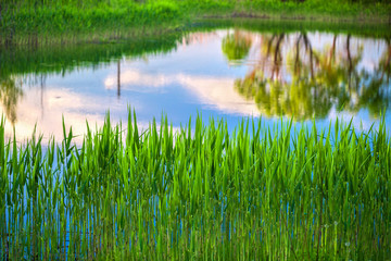 Reflection of  blue sky, sunset clouds, trees and reed in the calm water of river or pond. Rural landscape.