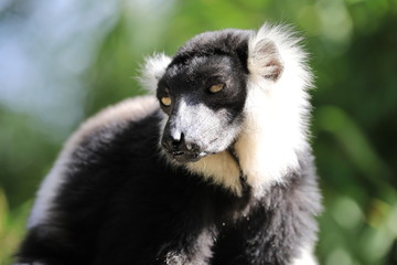 Katta mit halb geschlossenen Augen