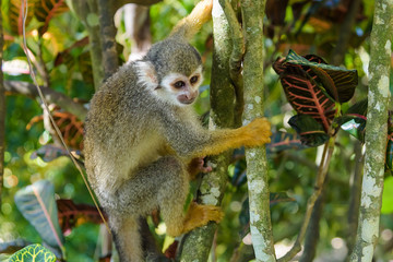 squirrel monkey in the park