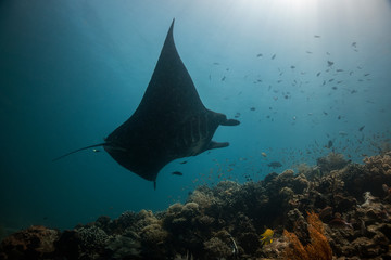 Manta ray, passing in the Sulwaesi Sea near Sangalaki Island, East Rflimantan.	
