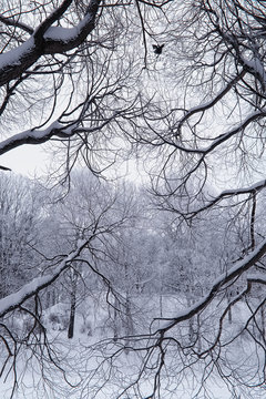 Winter forest landscape. Tall trees under snow cover. January frosty day in the park.