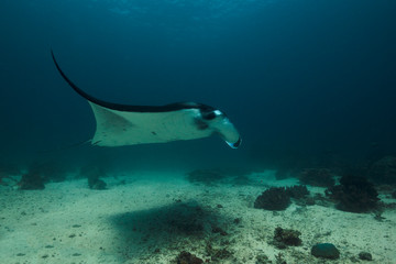 Obraz na płótnie Canvas Manta ray, passing in the Sulwaesi Sea near Sangalaki Island, East  Kalimantan.