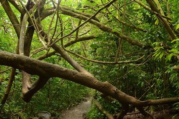 ハワイのジャングル