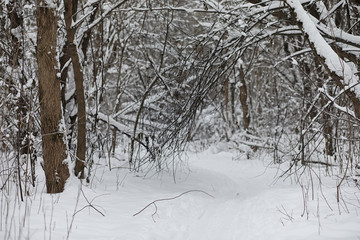 Winter landscape snow covered expanses. A park in the winter in the snow. Road on a winter day.