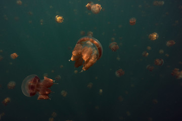 Fototapeta na wymiar Amazing Jellyfish lake. Kakaban Island in the Sulwaesi Sea, East Kalimantan, Indonesia