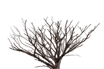 Fototapeta na wymiar Dead tree isolated on white background. with Clipping Path.