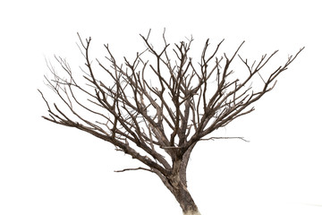 Obraz premium Dead tree isolated on white background. with Clipping Path.
