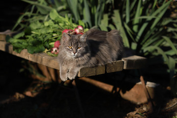 Gray cat on a wooden bench