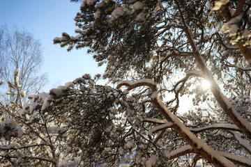 pine forest after a heavy snow storm on sunny winter day