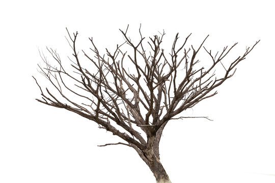 Dead tree isolated on white background. with Clipping Path.