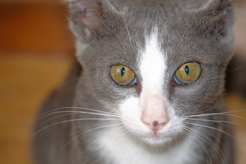 portrait of a cat with eyes on blue background