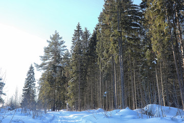 Winter forest covered with snow