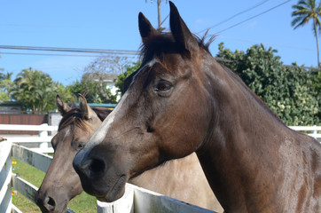 ハワイの馬