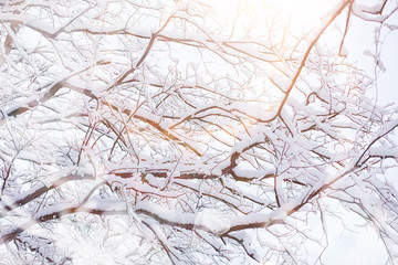 Winter landscape. Forest under the snow. Winter in the park.