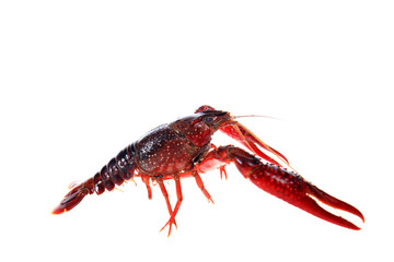 Crayfish