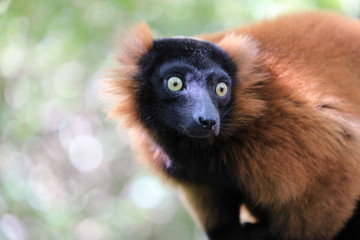 Eulemur rufus, Roter Maki