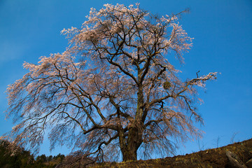 快晴の青空に満開に咲き誇る上発地のしだれ桜（地蔵桜）とお地蔵様
