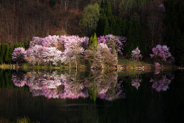 満開の中綱湖（日本　長野県）の桜と映り込みが綺麗な水鏡