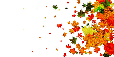 Autumn leaf background. November falling pattern. Thanksgiving season concept