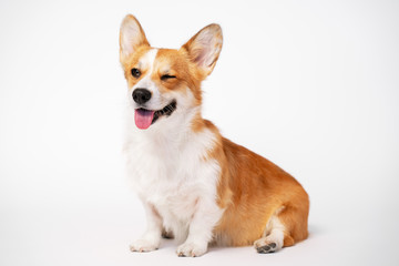 funny dog (puppy) breed welsh corgi pembroke sit and give a wink on a white background. not isolate
