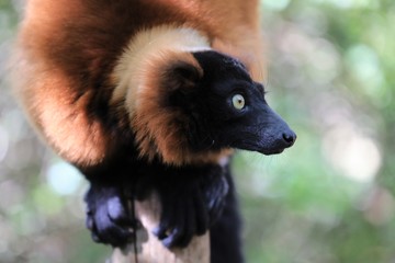 Fototapeta premium Roter Maki auf einem Holzpfosten sitzend, Eulemur rufus