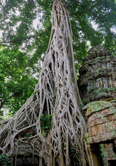 The roots and ruins of Angkor Wat