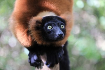 Roter Maki auf einem Baumstamm sitzend