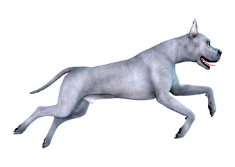 3D Rendering Blue Grat Dane Dog on White