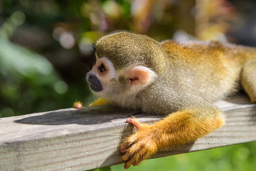 squirrel monkey in the park