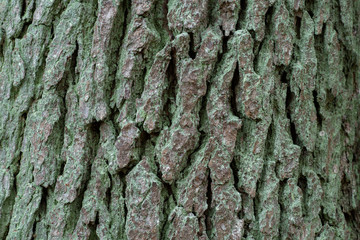 Rough tree bark background