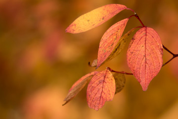 Fototapeta na wymiar Bright and colorful leaves during autumn foliage