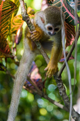squirrel monkey in the park