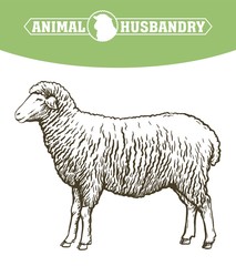 sketch of sheep drawn by hand. animal husbandry