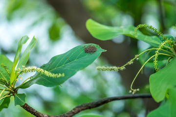 Wildlife nature close up detail macro photo of army of red ants on leaf