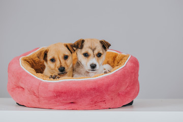 Small puppies resting in a bed in the studio.