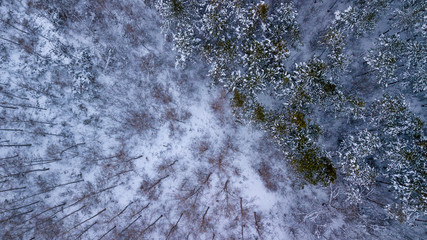 Top down view of the forest in winter. Winter landscape in the forest. Flying over winter fir forest. Top down view of high snowy trees. Trees in the snow.