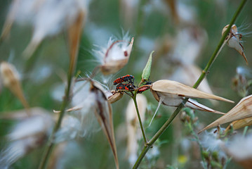 Wild plant with white fluff buds. Often on it you can see a Frebug beetle (Pyrrhocoris apterus). Very beautiful nature background.