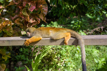squirrel monkey in the park