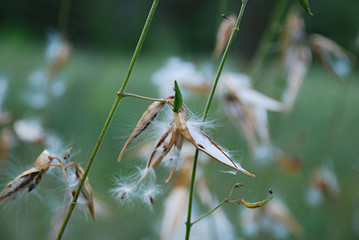 Wild plant with white fluff buds. Often on it you can see a Frebug beetle (Pyrrhocoris apterus). Very beautiful nature background.