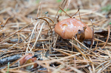 Fall season. Mushroom hunt. Saffron milk cap aka red pine mushrooms aka Lactarius deliciosus in a grass. This is a widely collected mushroom used in various European cuisines