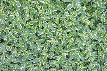 Fototapeta premium Ornamental ground cover The leaves are white and green.