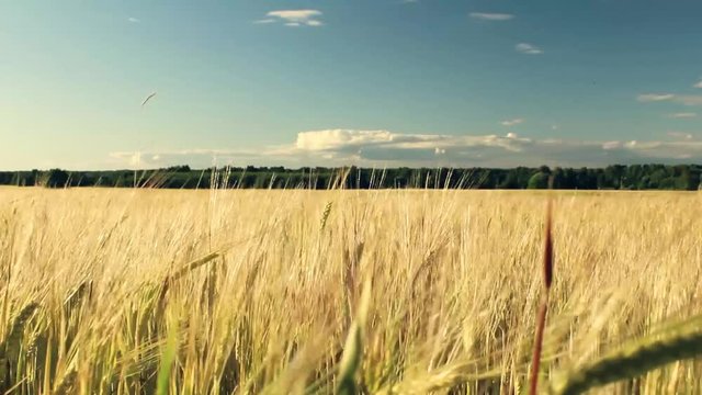 Concept of bread and agriculture. Wheat crop sways on field against blue sky. Waves of wheat grain blowing in wind.