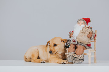 Holiday image with puppies waiting for adoption. Adopt for Christmas.