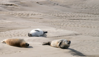 Phoques Baies de Somme © pierre