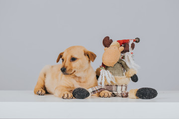 Holiday image with puppies waiting for adoption. Adopt for Christmas.