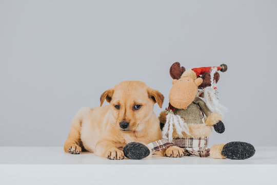 Holiday image with puppies waiting for adoption. Adopt for Christmas.