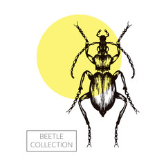 Beetle Hand Drawn Vector Illustration For Tattoo Design