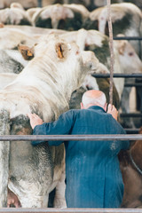 un fermier frappe une vache. un maquignon frappe une vache avec un bâton