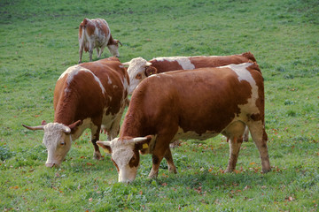Fototapeta na wymiar view brown cows grazing in autumn meadow