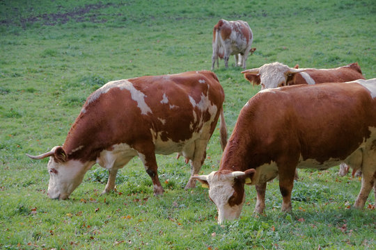 view brown cows grazing in autumn meadow